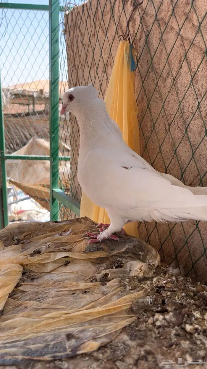 السلام عليكم ورحمة الله وبركاته بسمالله مشالله ذكر منتج 1