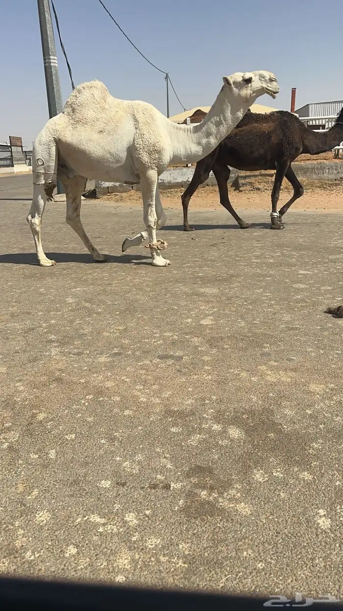 بعير كفو 0