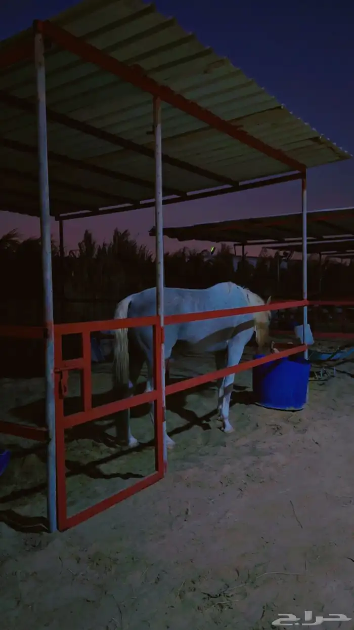 غرف خيل للايجار 0