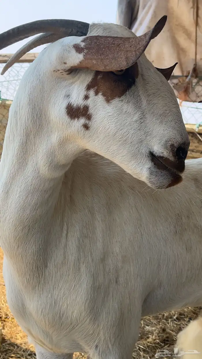 عنز فاخره لبن 0