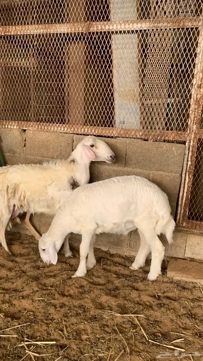 شات حريه متبع 6