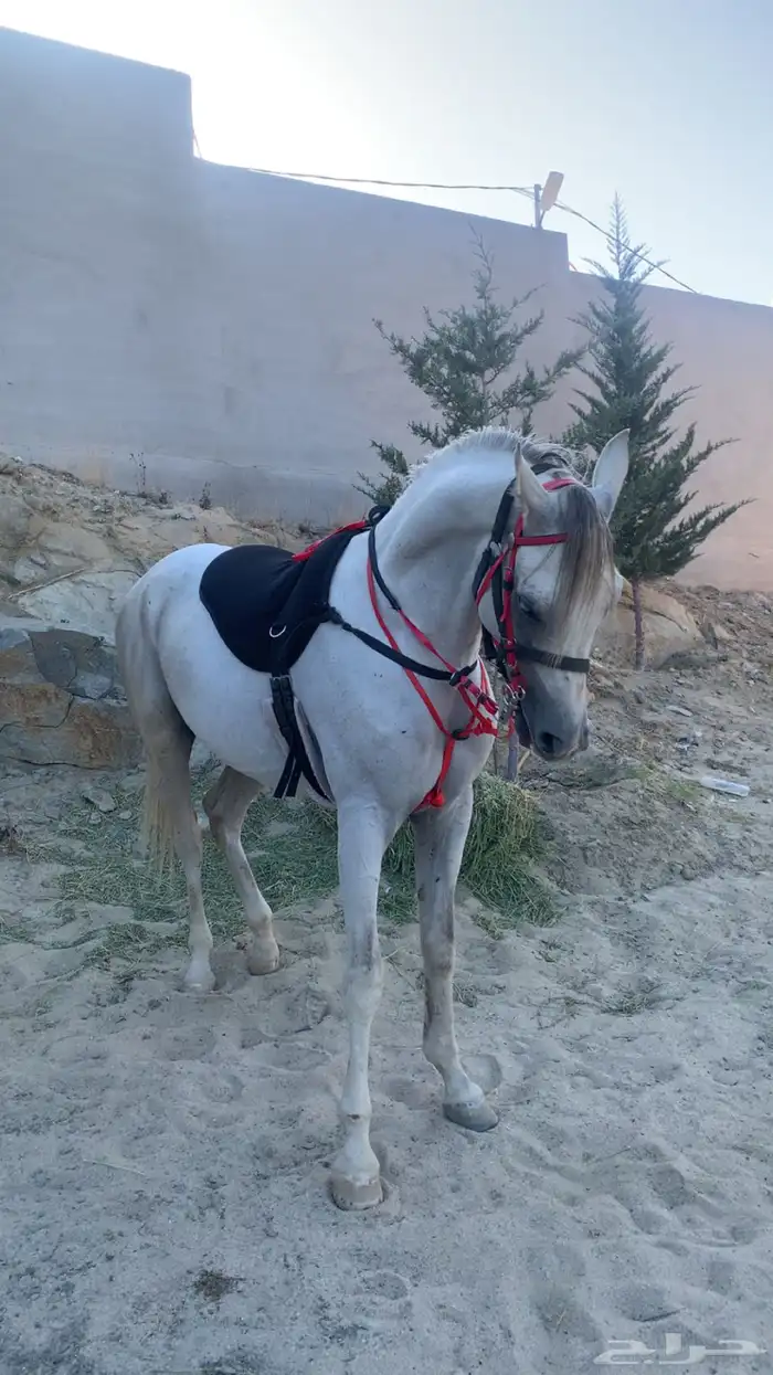 حصان واهو 2