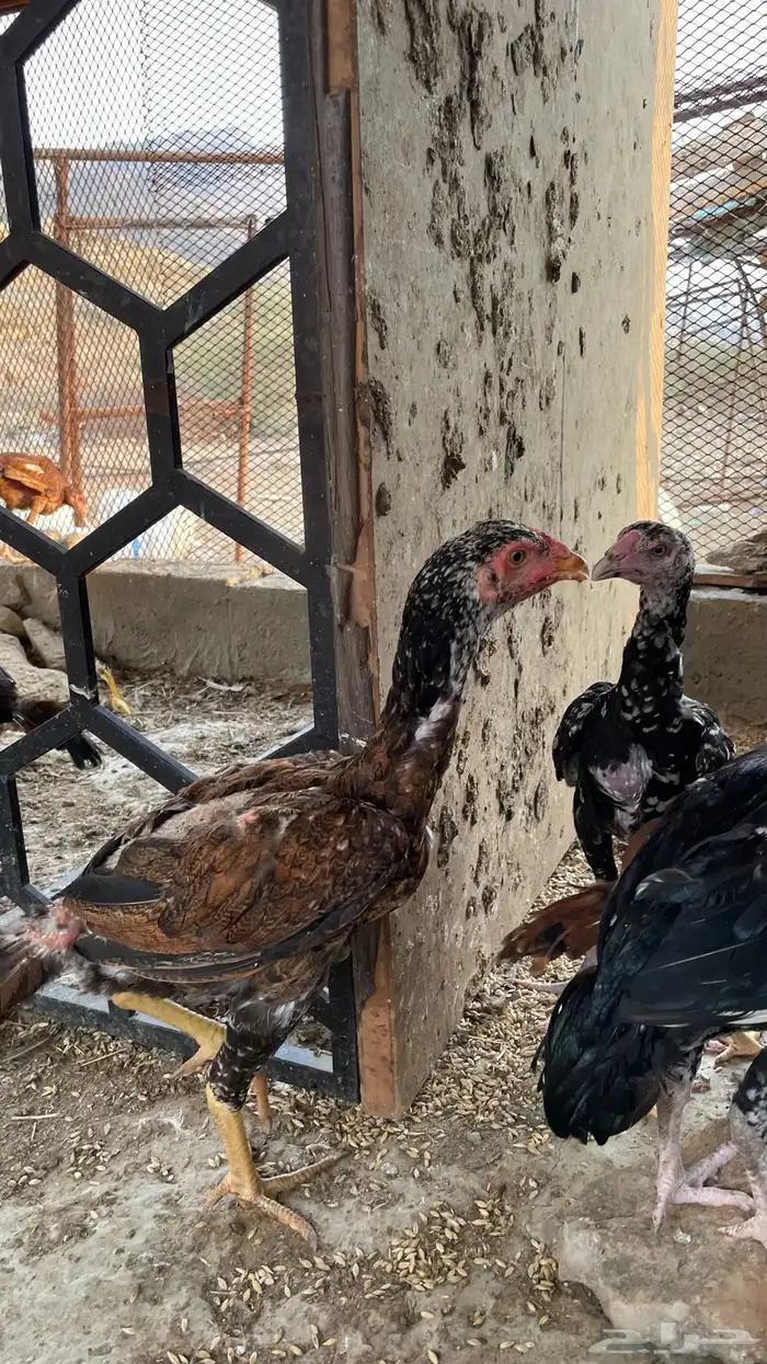 دجاج سندي بيور فاخر 4