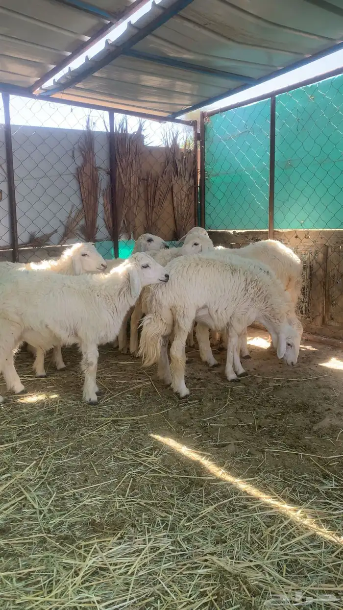 اذكر الله 0