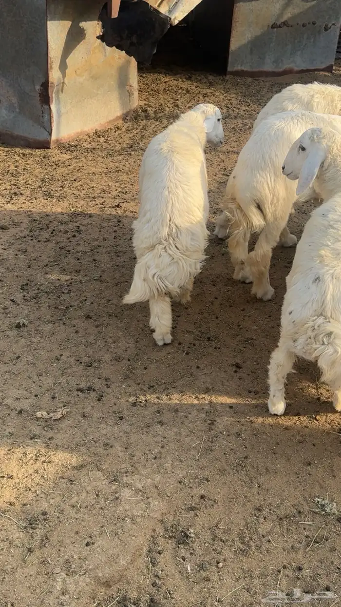 سبعه طليان العمر سبعه اشهر 4