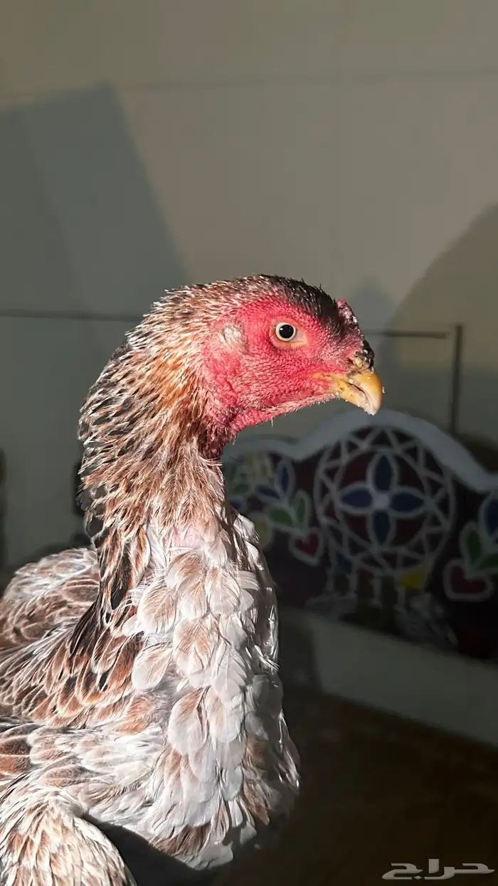 دجاجتين شامو مستوى تب 7