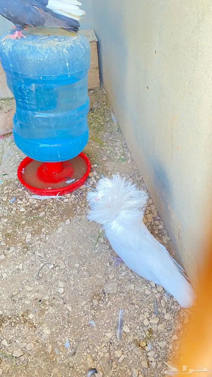 للبيع ذكر فوطه ابيض كامل 13