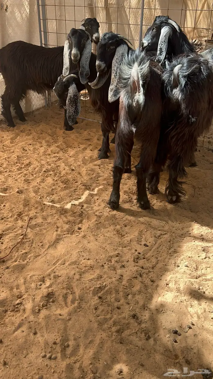 جذعات عوارض بفحلهن خصم 3