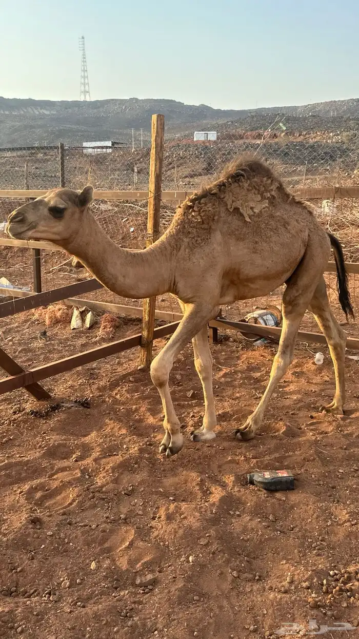 قعدان 1