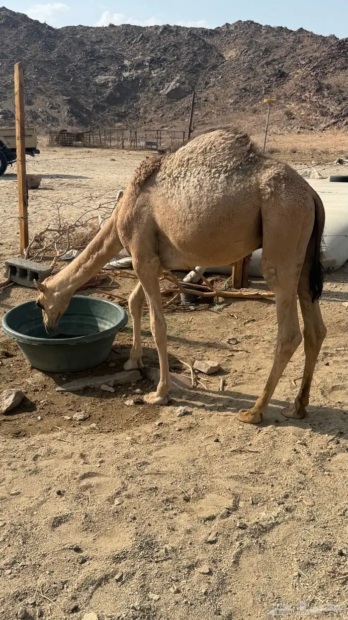 قعود للبيع 0