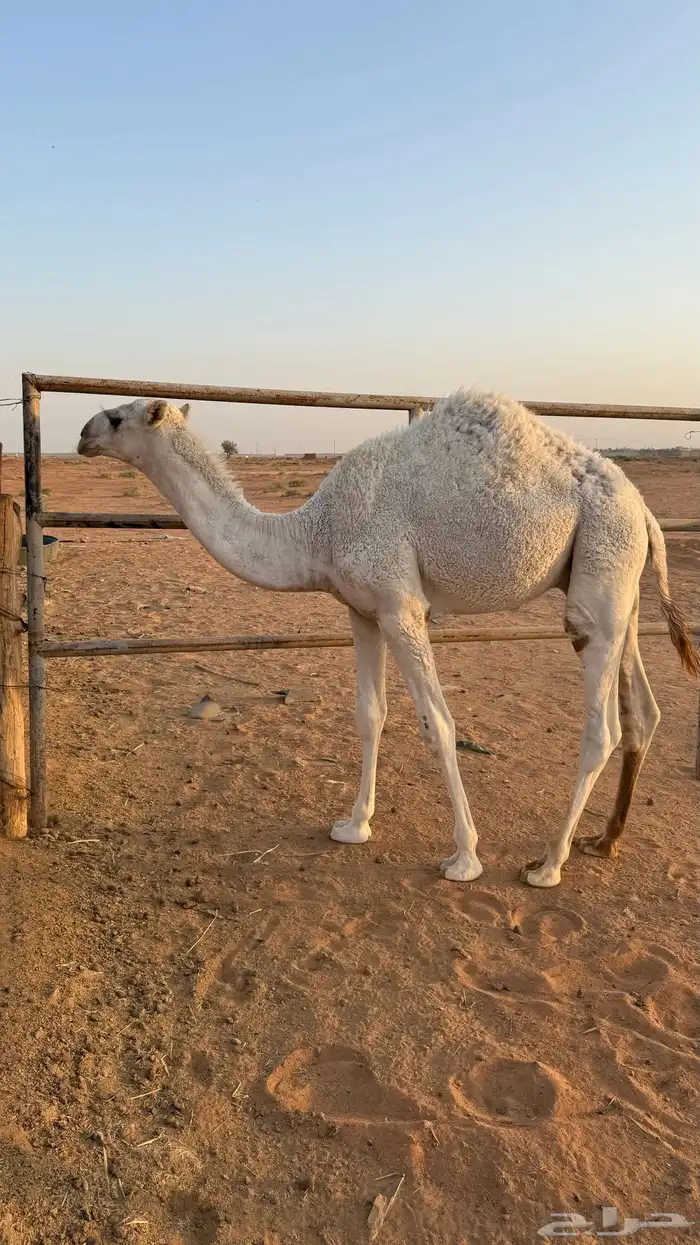 حاشي للبيع 0