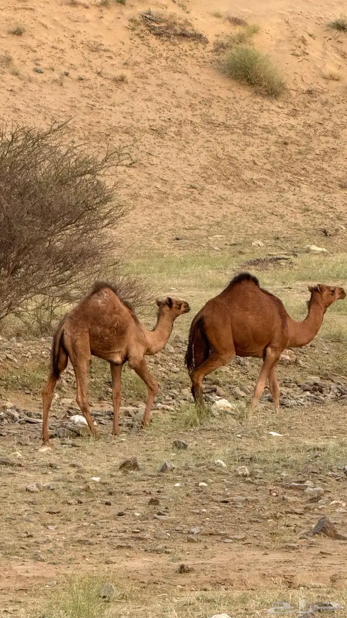 قعود لباني العمر 4 شهور الموقع دوقه سمين 2