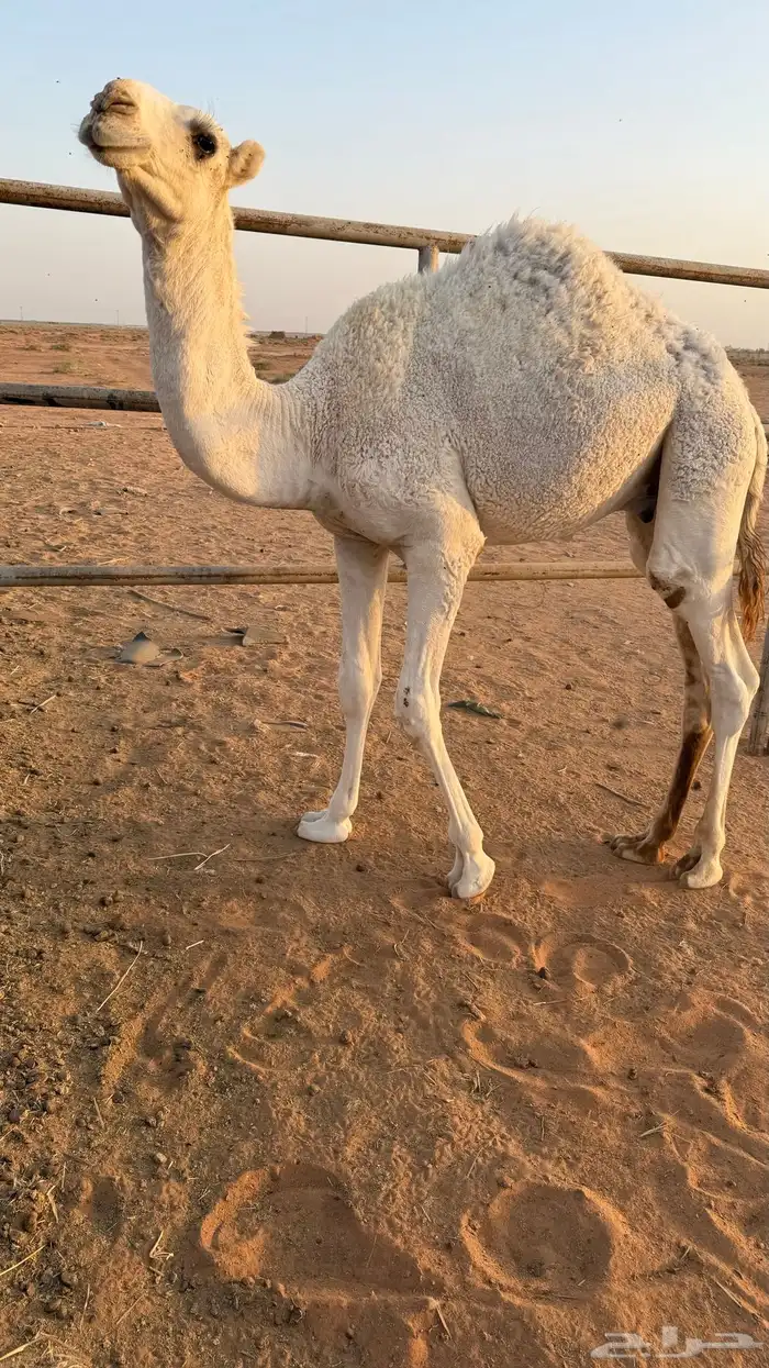 حاشي للبيع 2