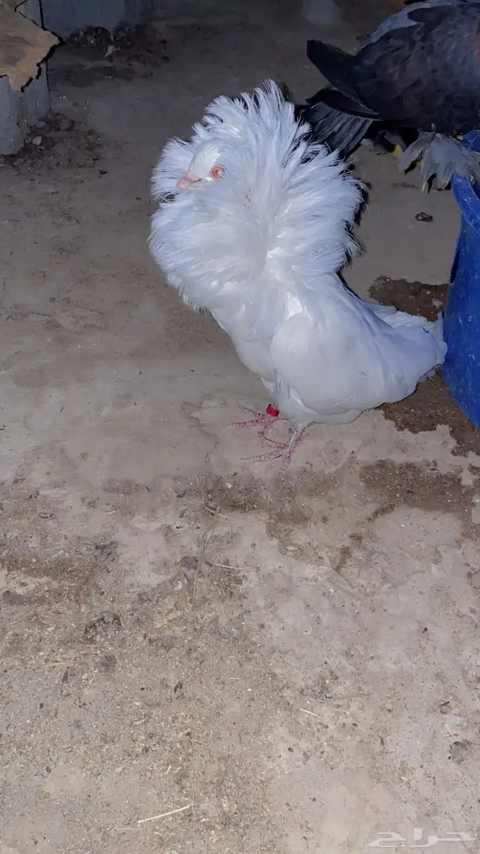 للبيع ذكر فوطه ابيض كامل 3