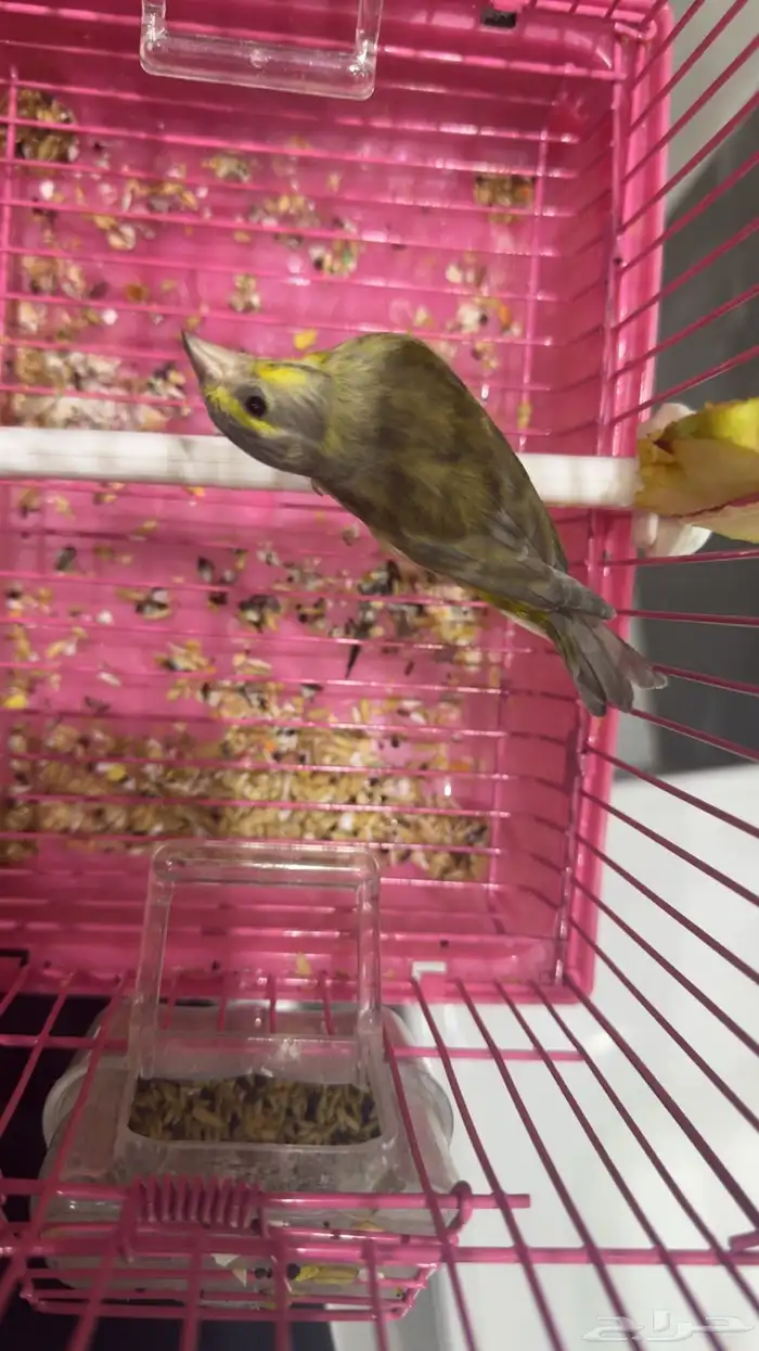 ذكر بندوق ياسمين طفره 0