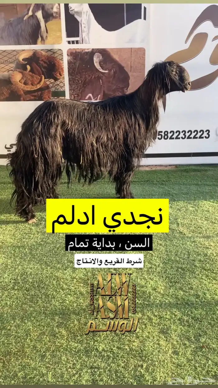 نجدي ادلم 1