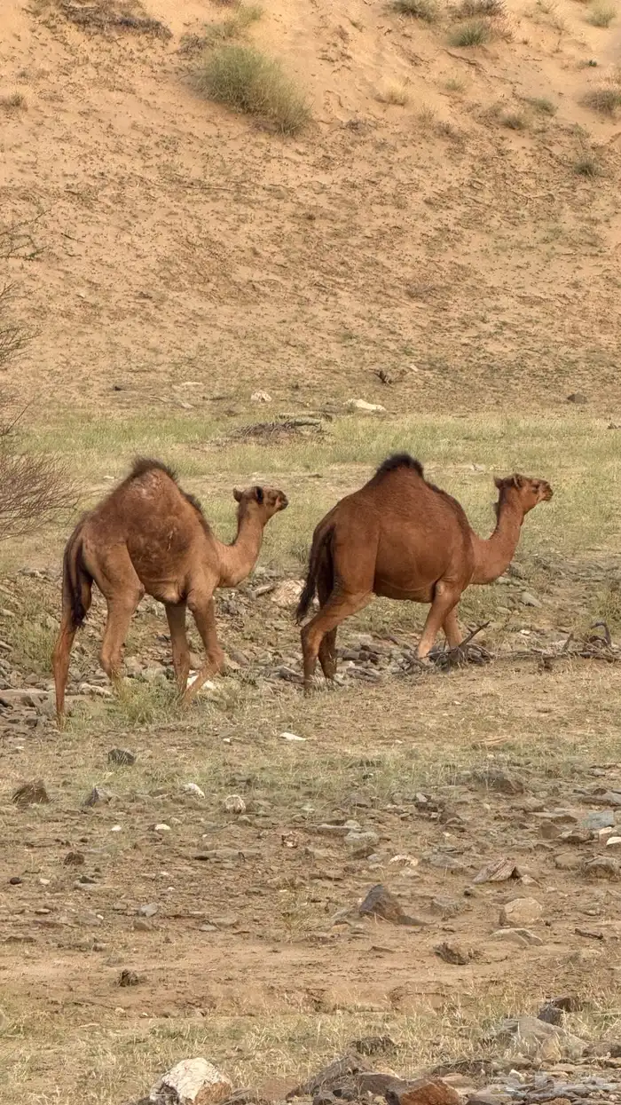 قعود لباني العمر 4 شهور الموقع دوقه سمين 0