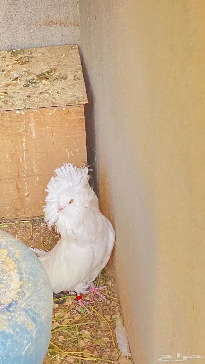 للبيع ذكر فوطه ابيض كامل 12