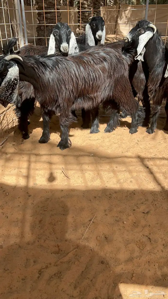جذعات عوارض بفحلهن خصم 2