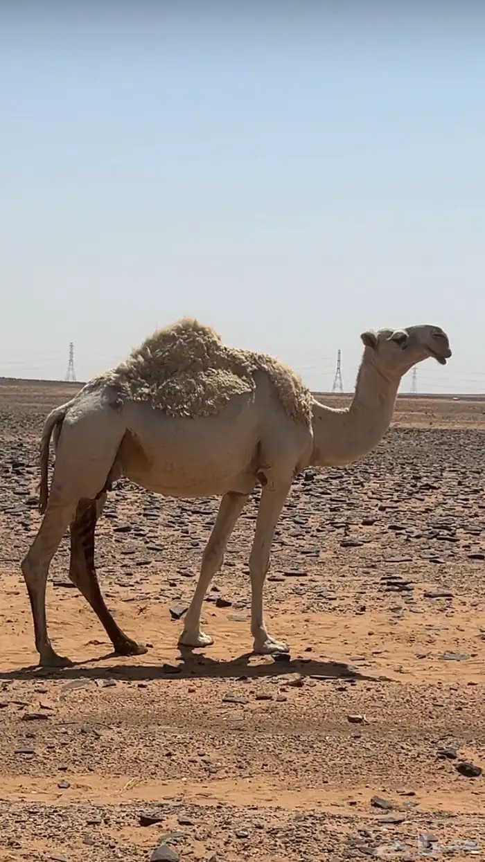 لقحه للبيع 0