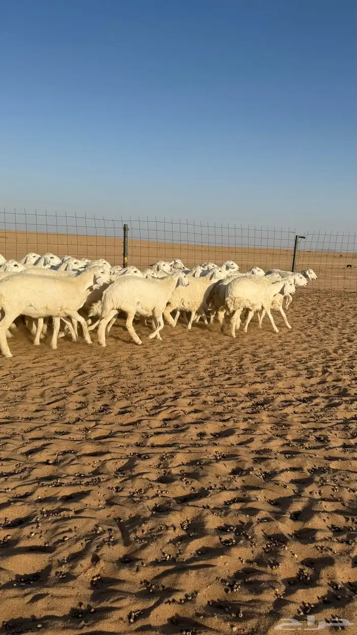 رخال حريات جذعات منوة مدورين الزين صنف 19