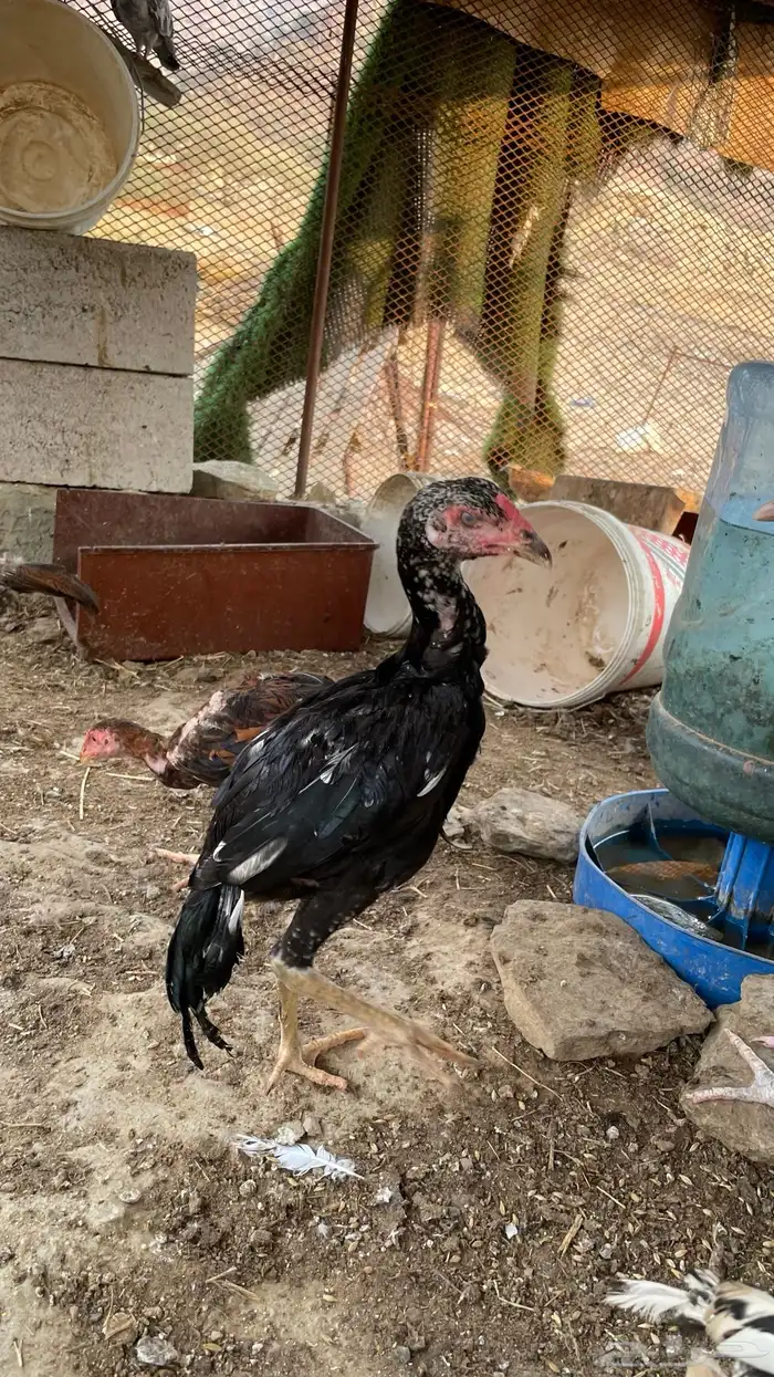 دجاج سندي بيور فاخر 1