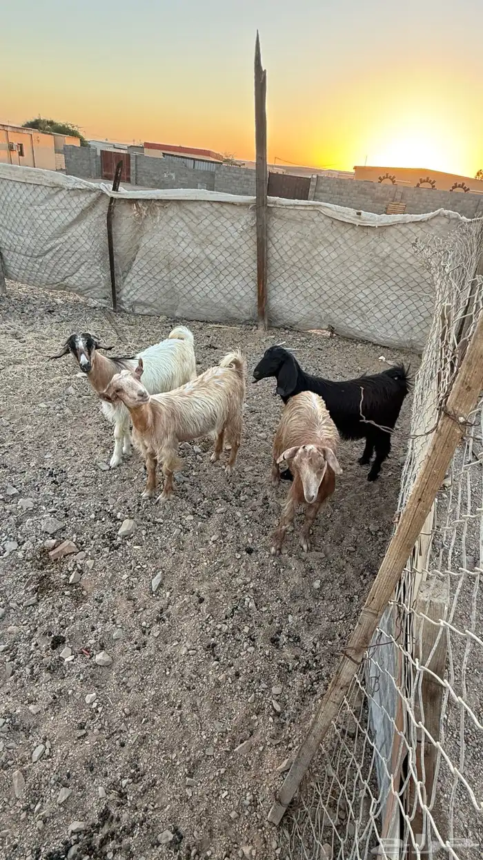 جدي وثلاث عنقان ومعز عشار 2