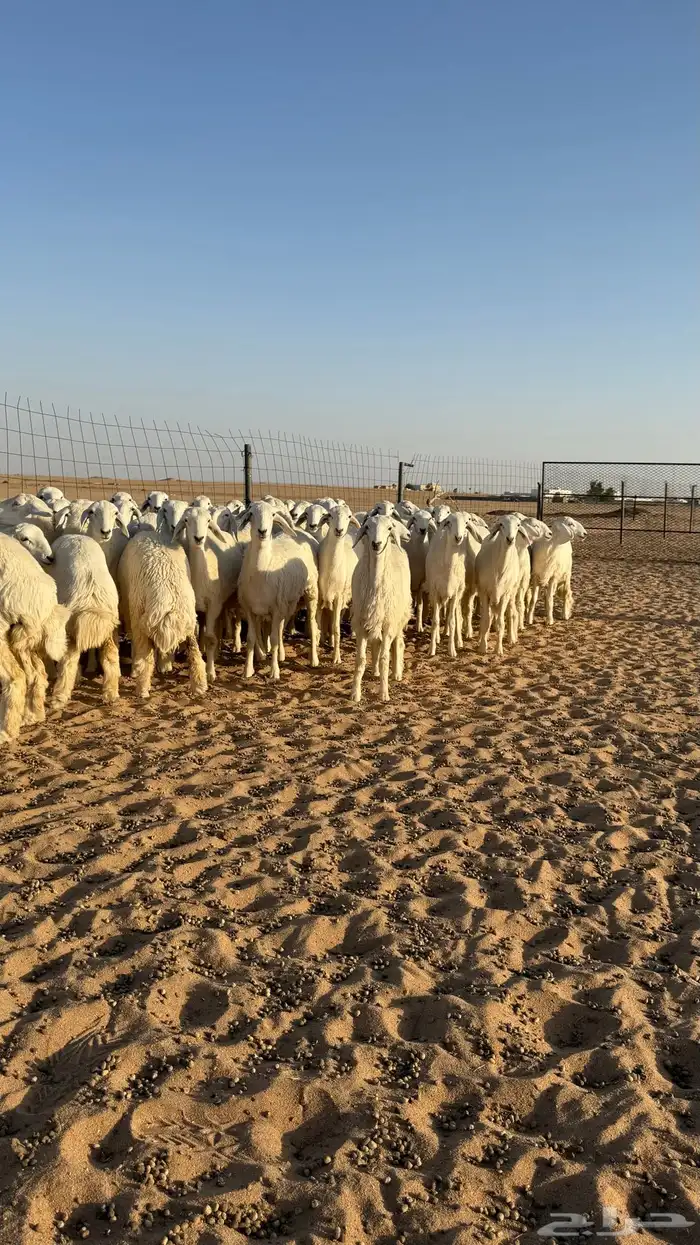 رخال حريات جذعات منوة مدورين الزين صنف 4