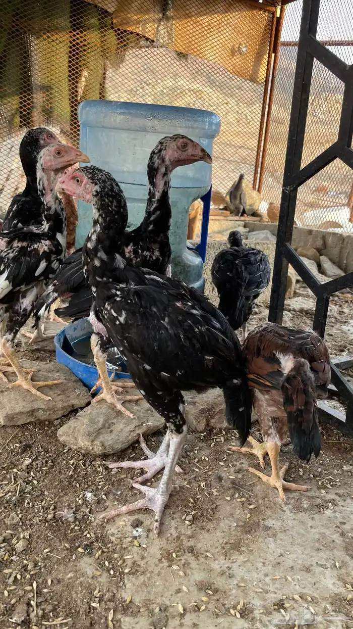 دجاج سندي بيور فاخر 14