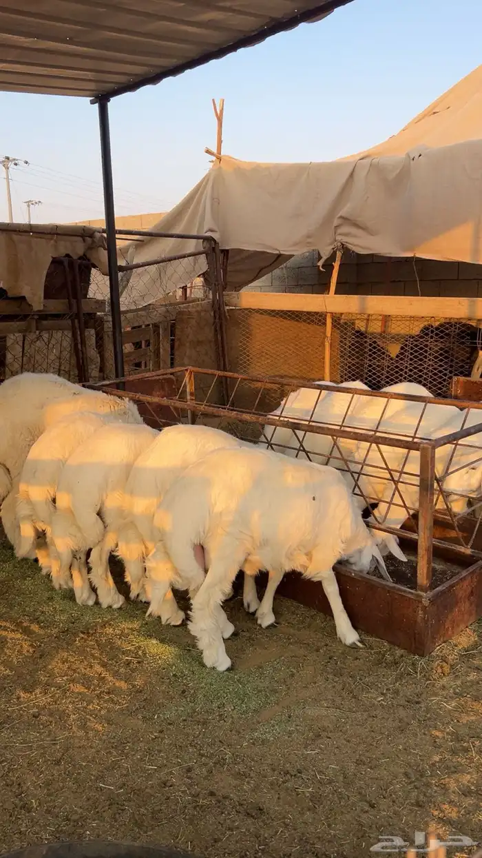 طليان سمان وطيبة 5