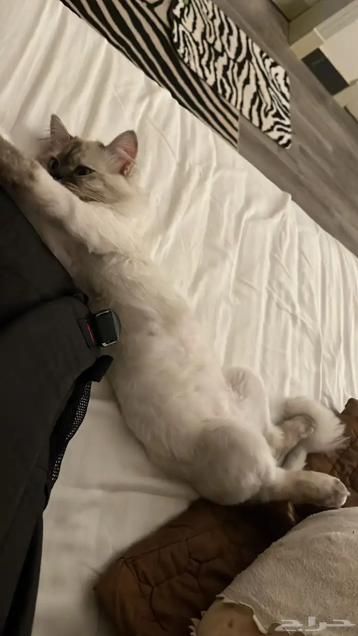 قطط 2