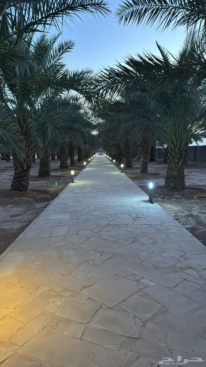 نخل طول مترين اللى ثلاثه متر حول200 نخله للبيع 0