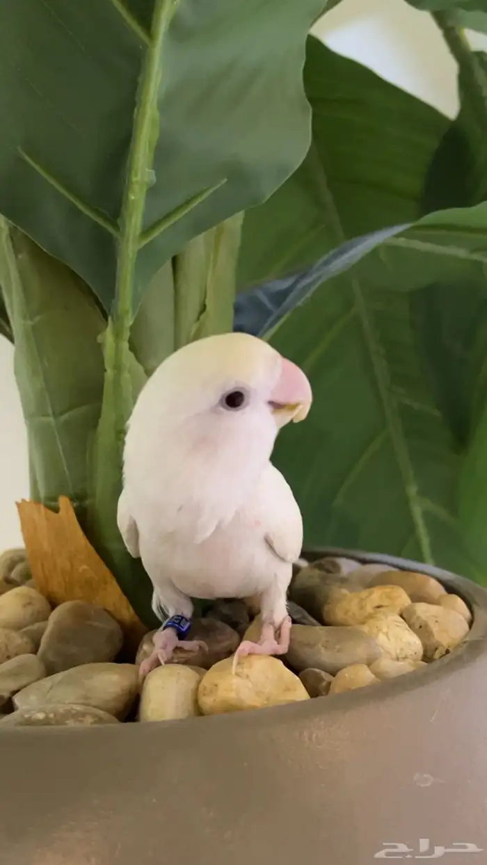 طير روز ابيض أليف 2