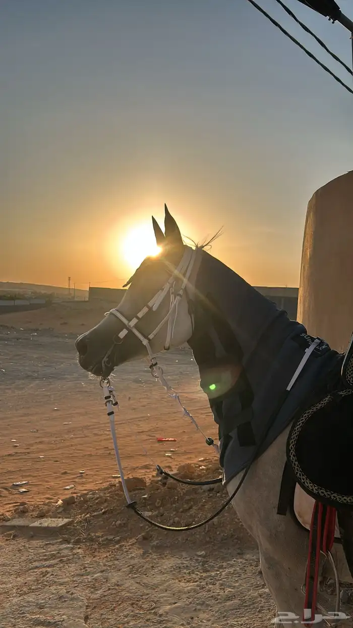 خيل بيور مصري (أوراق) 5