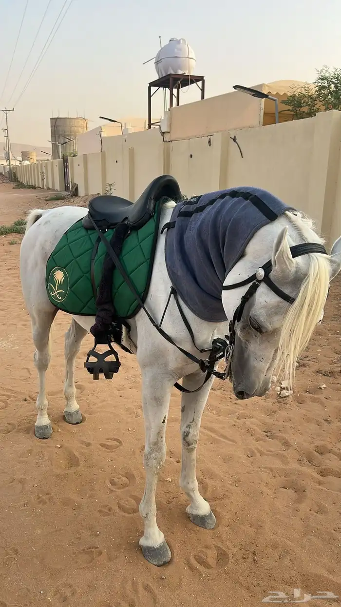 خيل بيور مصري (أوراق) 1