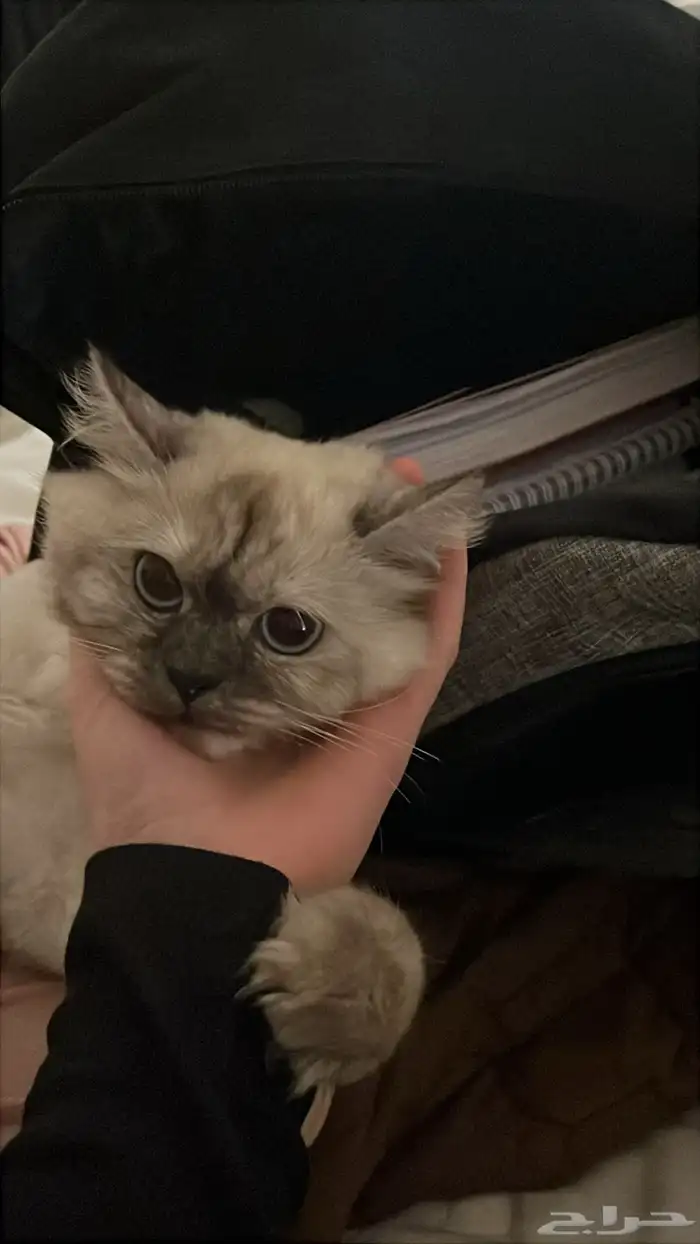 قطط 1