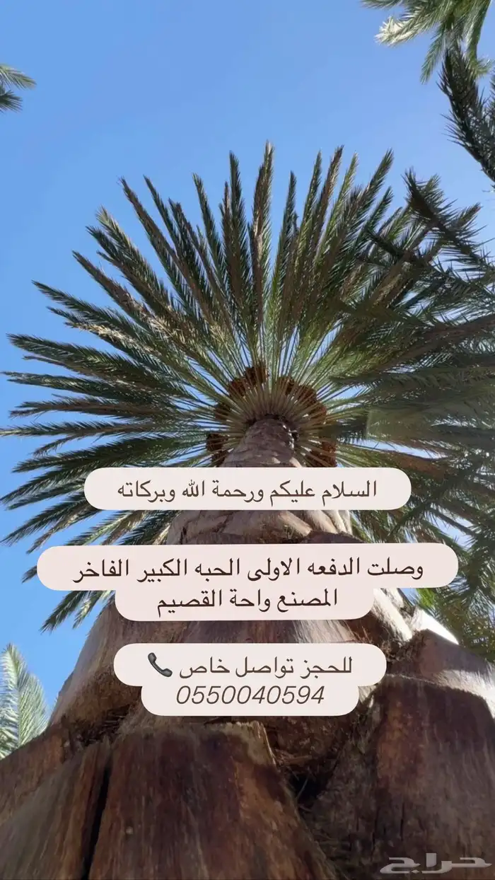 تمر صفري وادي ترج بيشة 2
