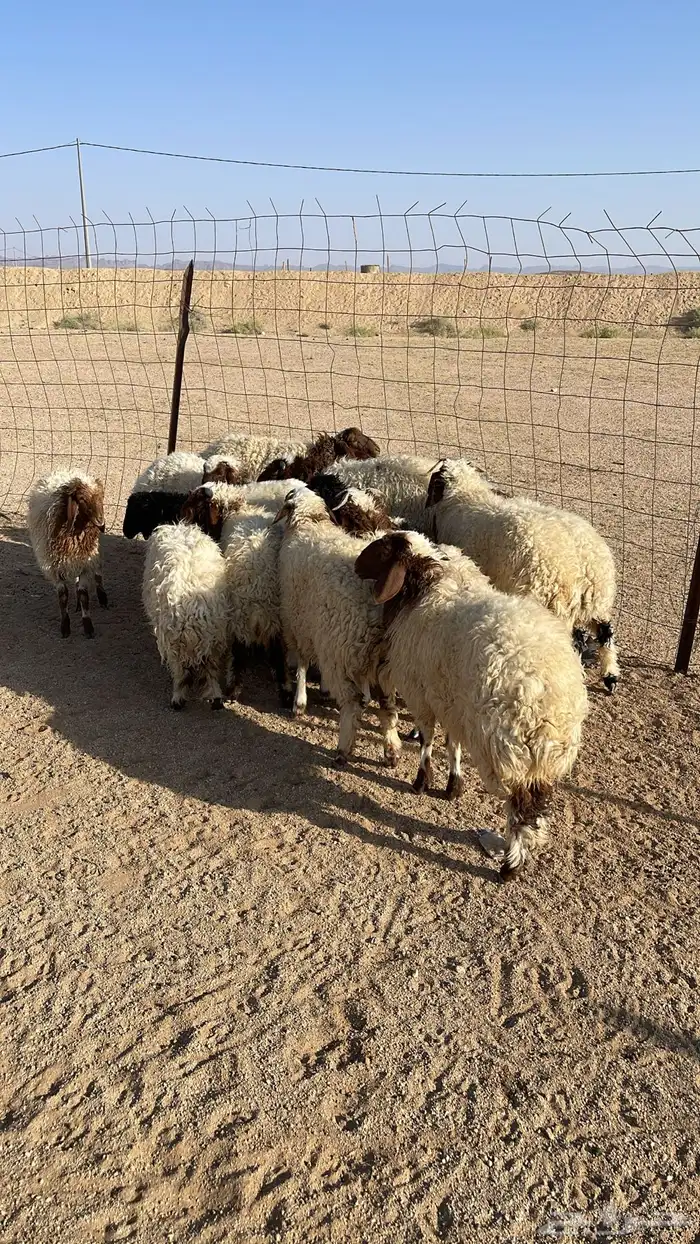 للبيع خرفان ورخال النعيمي 3