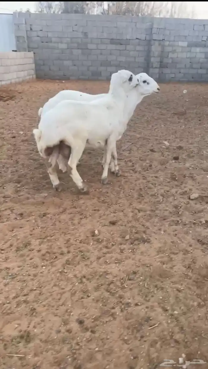 ارفيديات مهجنه ب حرييه مرباه فل شحم 0