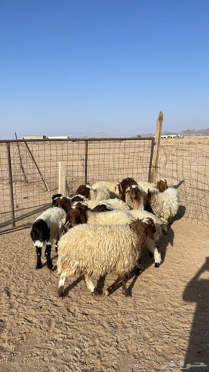 للبيع خرفان ورخال النعيمي 0