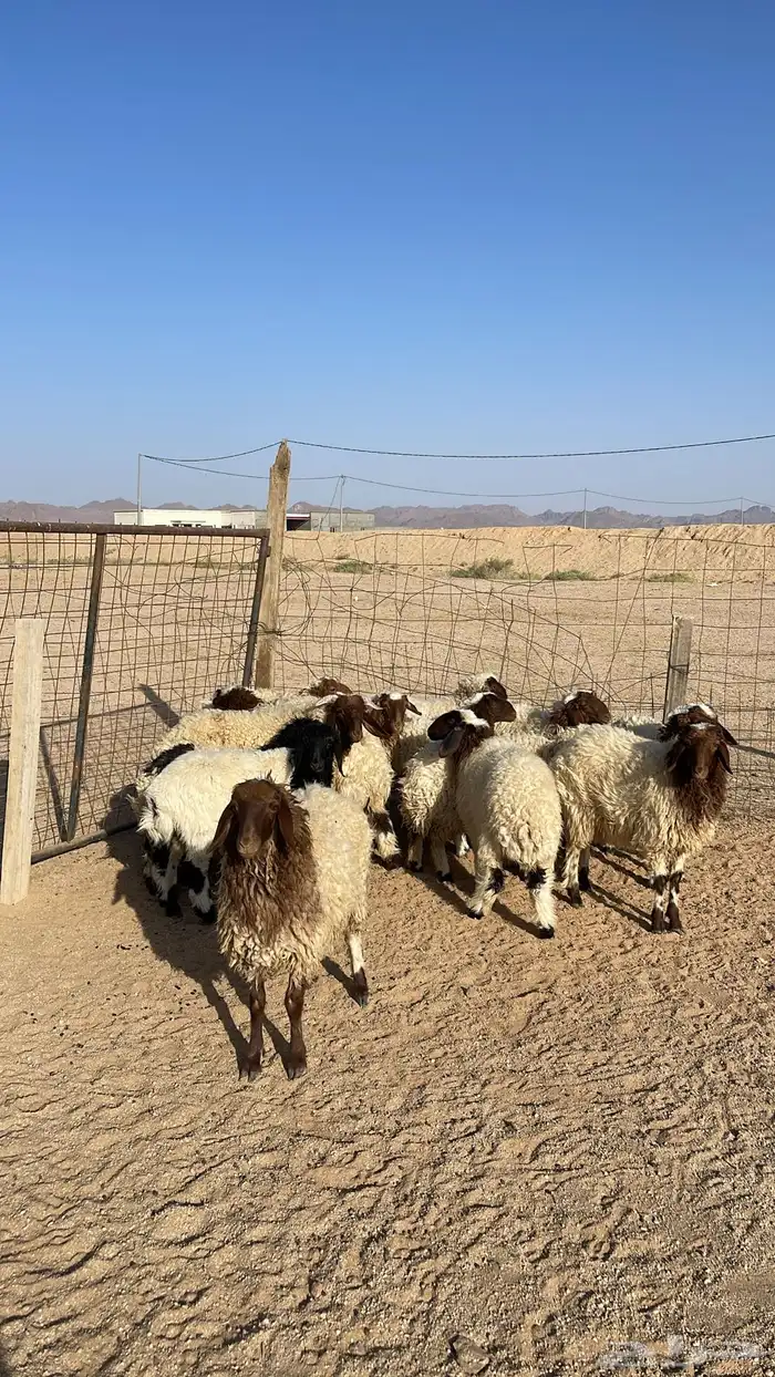 للبيع خرفان ورخال النعيمي 1