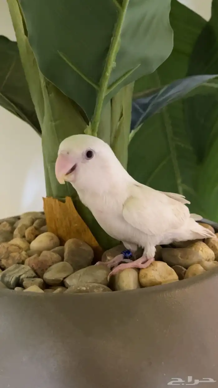 طير روز ابيض أليف 3