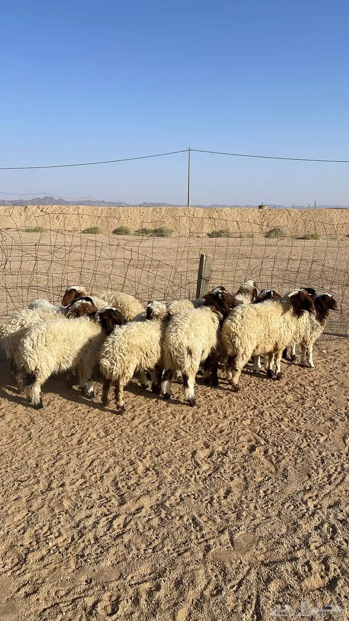 للبيع خرفان ورخال النعيمي 2
