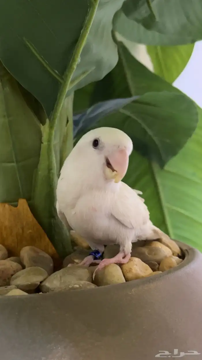 طير روز ابيض أليف 0