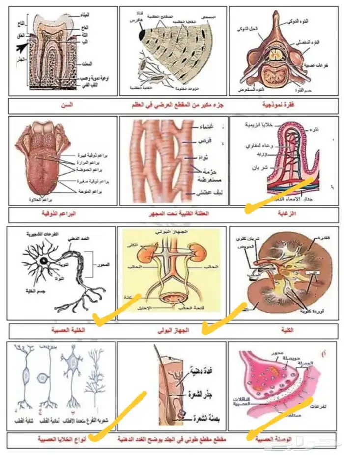 معلمه علوم واحياء وانجليزي منهج سعودي 1
