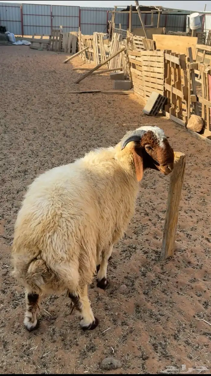 جذع فاخر مشروع فحل جنبه طيب وراسه طيب والباقي بالفديو 0