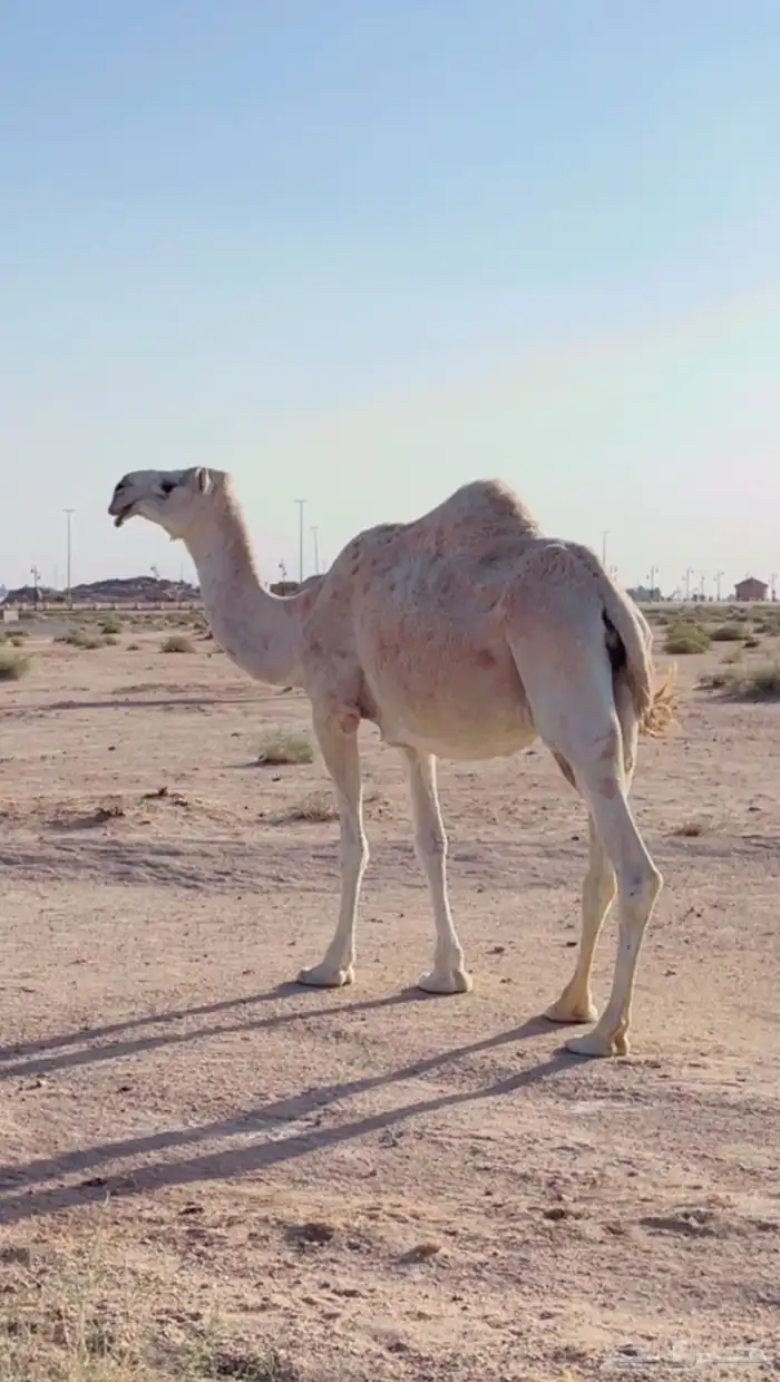 ناقه ضريبه 0