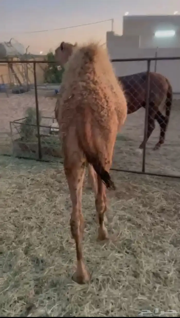 قعود لباني للبيع اثمان 3