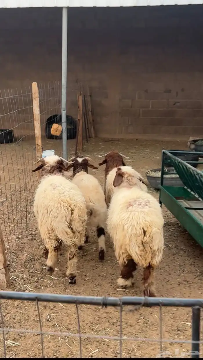 هرافي طيبات 0