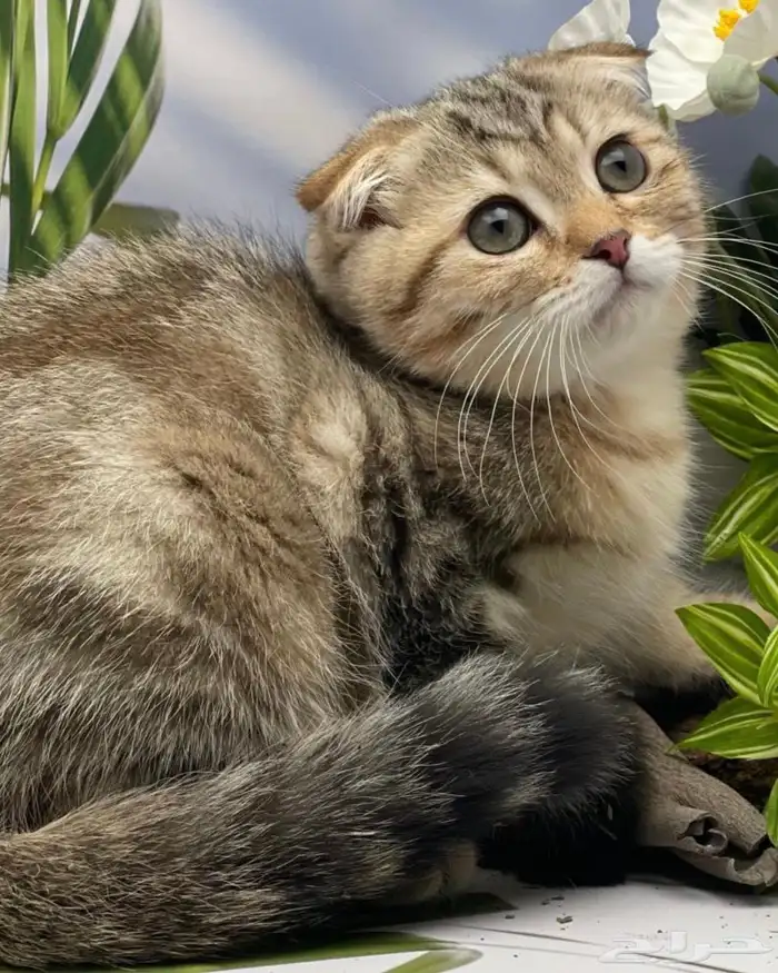 قطه سوكتش فولد 2